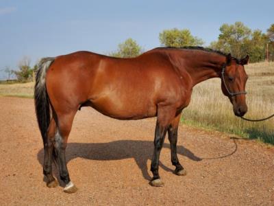 TDM Smart Bronsin<BR>AQHA 5525008